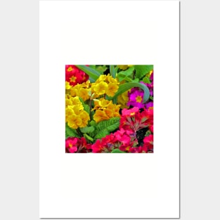 Primulas Posters and Art